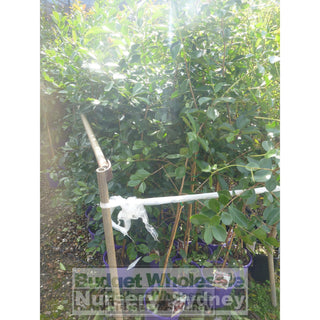 Guava Tree Cherry Red 200Mm Default Type