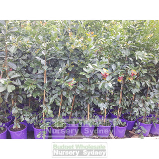 Guava Tree Cherry Red 200Mm Default Type