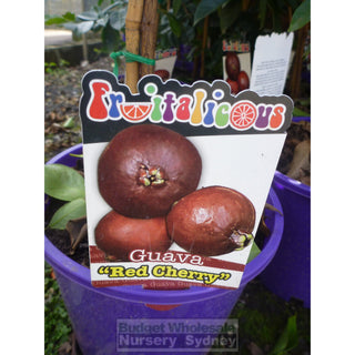Guava Tree Cherry Red 200Mm Default Type
