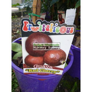 Guava Tree Cherry Red 200Mm Default Type