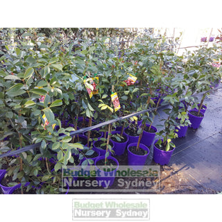 Guava Tree Cherry Red 200Mm Default Type
