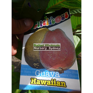 Guava Tree Hawaiian 200Mm Pot. Default Type