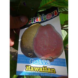 Guava Tree Hawaiian 200Mm Pot. Default Type