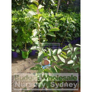 Guava Tree Hawaiian 200Mm Pot. Default Type