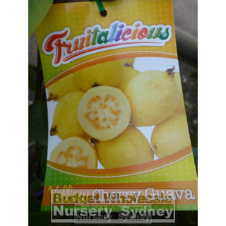 Guava Tree Yellow Cherry 200Mm Pot Default Type