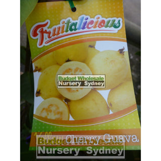 Guava Tree Yellow Cherry 200Mm Pot Default Type