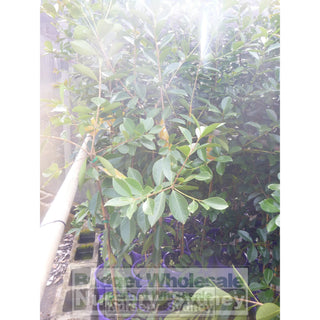 Guava Tree Yellow Cherry 200Mm Pot Default Type