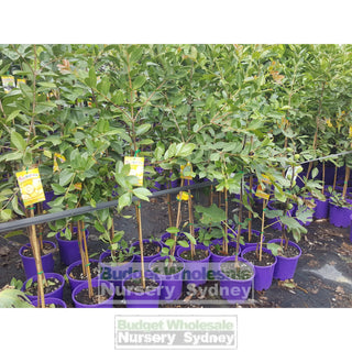 Guava Tree Yellow Cherry 200Mm Pot Default Type
