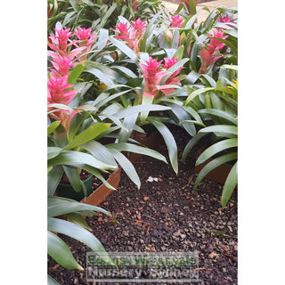 Guzmania (Bromeliad) 140Mm Default Type