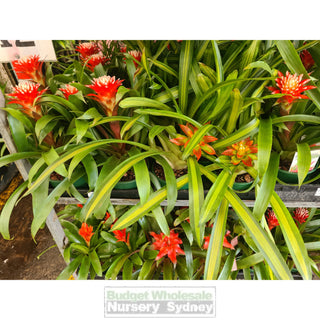 Guzmania (Bromeliad) 100Mm/120Mm/140Mm/ 170Mm Pots Default Type