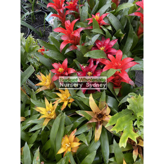 Guzmania (Bromeliad) 120Mm/140Mm Pots Default Type