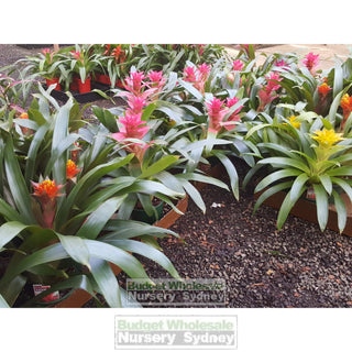 Guzmania (Bromeliad) 140Mm Default Type