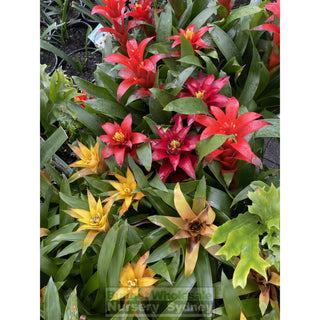 Guzmania (Bromeliad) 120Mm/140Mm Pots Default Type