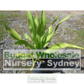 Gymea Lilly Medium 200Mm Pot Doryanthes Excelsa 5L Pot Plants