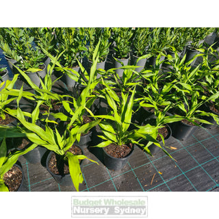 Gymea Lilly Medium 200Mm Pot Doryanthes Excelsa 5L Pot Plants