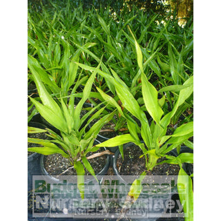 Gymea Lilly Medium 200Mm Pot Doryanthes Excelsa 5L Pot Plants