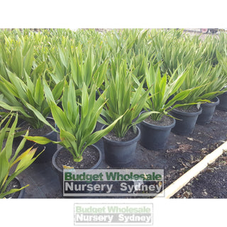 Gymea Lilly Medium 200Mm Pot Doryanthes Excelsa 5L Pot Plants