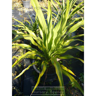Gymea Lilly Large 300Mm Pot Doryanthes Excelsa Plants