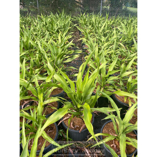 Gymea Lilly Large 300Mm Pot Doryanthes Excelsa Plants