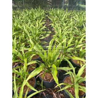 Gymea Lilly Large 300Mm Pot Doryanthes Excelsa Plants