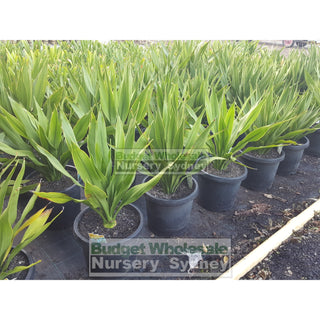 Gymea Lilly Large 300Mm Pot Doryanthes Excelsa Plants