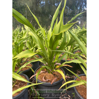 Gymea Lilly Large 300Mm Pot Doryanthes Excelsa Plants