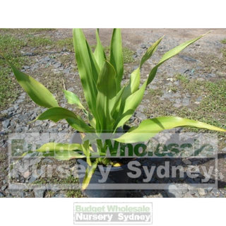 Gymea Lilly Large 300Mm Pot Doryanthes Excelsa Plants