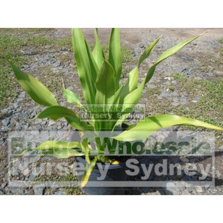 Gymea Lilly Large 300Mm Pot Doryanthes Excelsa Plants