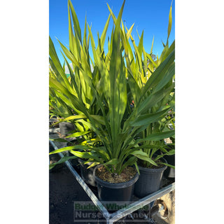 Gymea Lilly Large 300Mm Pot Doryanthes Excelsa Plants