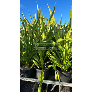 Gymea Lilly Large 300Mm Pot Doryanthes Excelsa Plants