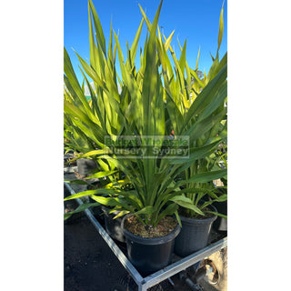 Gymea Lilly Large 300Mm Pot Doryanthes Excelsa Plants