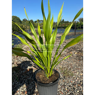 Gymea Lilly Large 300Mm Pot Doryanthes Excelsa Plants