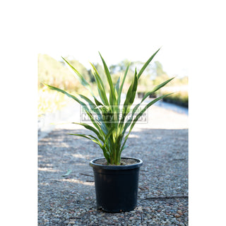 Gymea Lilly Large 300Mm Pot Doryanthes Excelsa Plants