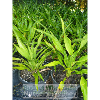 Gymea Lilly Large 300Mm Pot Doryanthes Excelsa Plants