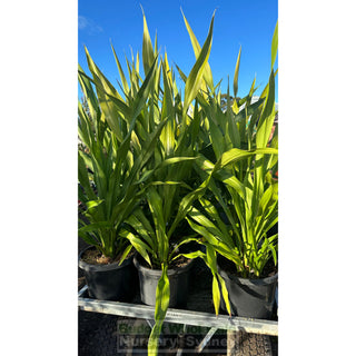 Gymea Lilly Large 300Mm Pot Doryanthes Excelsa Plants