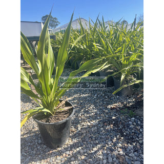 Gymea Lilly Large 250Mm Pot Doryanthes Excelsa Plants