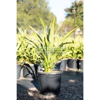 Gymea Lilly Large 300Mm Pot Doryanthes Excelsa Plants