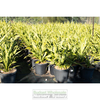Gymea Lilly Large 300Mm Pot Doryanthes Excelsa Plants