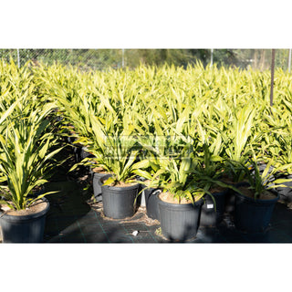 Gymea Lilly Large 300Mm Pot Doryanthes Excelsa Plants