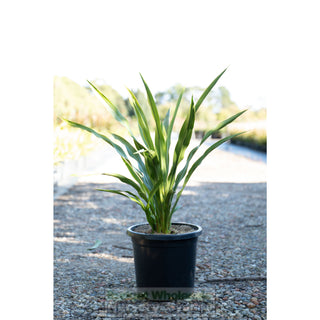Gymea Lilly Large 300Mm Pot Doryanthes Excelsa Plants