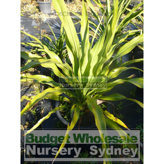 Gymea Lilly Medium 200Mm Pot Doryanthes Excelsa 5L Pot Plants