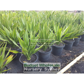 Gymea Lilly Medium 200Mm Pot Doryanthes Excelsa 5L Pot Plants