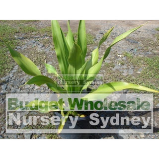 Gymea Lilly Medium 200Mm Pot Doryanthes Excelsa 5L Pot Plants