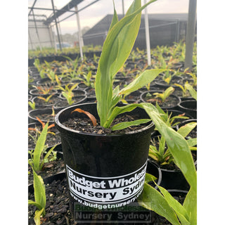 Gymea Lilly Small 140Mm Pot Doryanthes Excelsa Plants