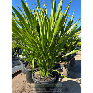 Gymea Lilly Xlarge 400Mm Pot / 45L Doryanthes Excelsa Plants
