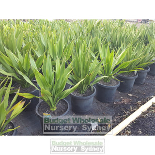 Gymea Lilly Large 300Mm Pot Doryanthes Excelsa Plants