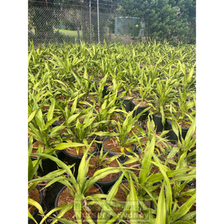 Gymea Lilly Xlarge 300Mm Pot / 25L Doryanthes Excelsa Plants