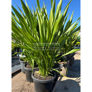 Gymea Lilly Xlarge 400Mm Pot / 45L Doryanthes Excelsa Plants