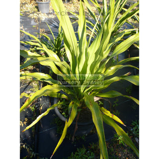 Gymea Lilly Large 300Mm Pot Doryanthes Excelsa Plants