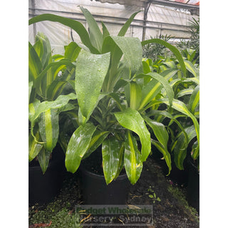 Happy Plant Dracaena Fragrans Massangeana 300Mm Pot Default Type